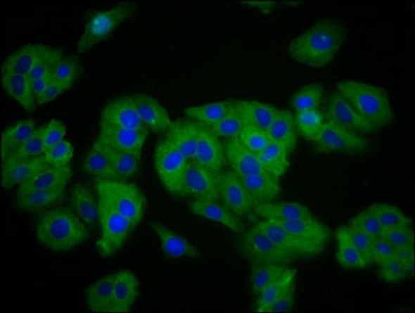 SLC41A1 Antibody PACO59217