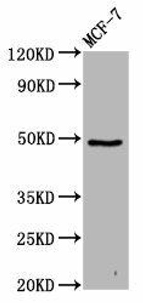 FAM71D Antibody PACO59233