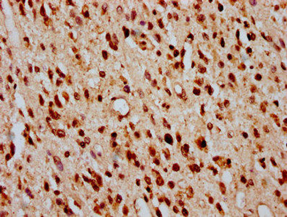 HIST1H2BC Ab-5 Antibody PACO59641