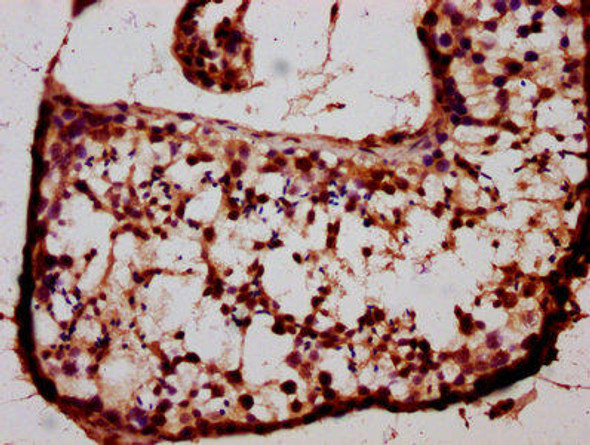 BARHL1 Antibody PACO60380