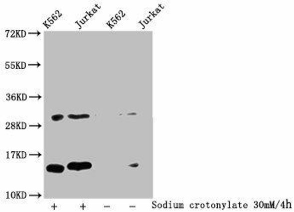 Crotonyl-HIST1H2BC K20 Antibody PACO60477