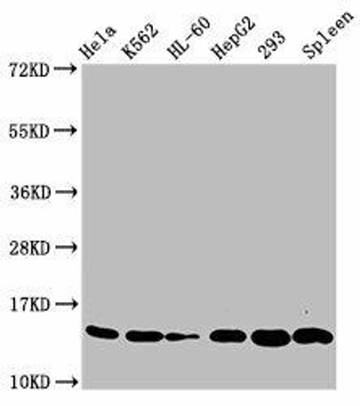 HIST1H2BC Ab-20 Antibody PACO60485