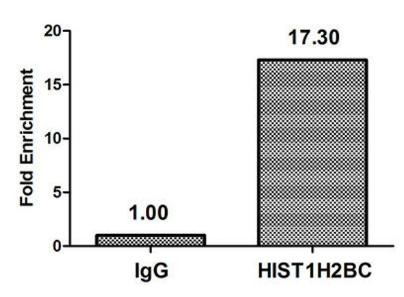 Acetyl-HIST1H2BC K85 Antibody PACO60488