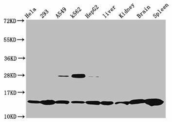 HIST1H2BC Ab-12 Antibody PACO60494