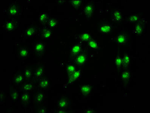 HIST1H2BC Ab-108 Antibody PACO60496