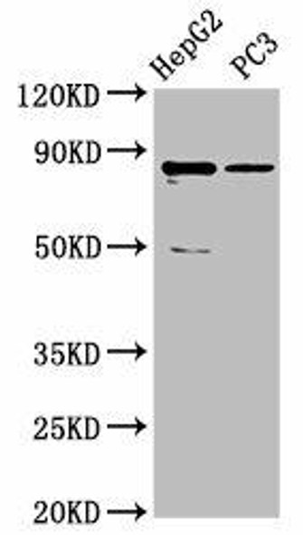 CCDC170 Antibody PACO61482