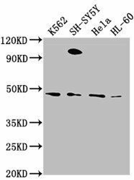 RTN4RL2 Antibody PACO62059