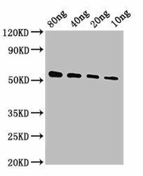 VP40 Antibody PACO62211