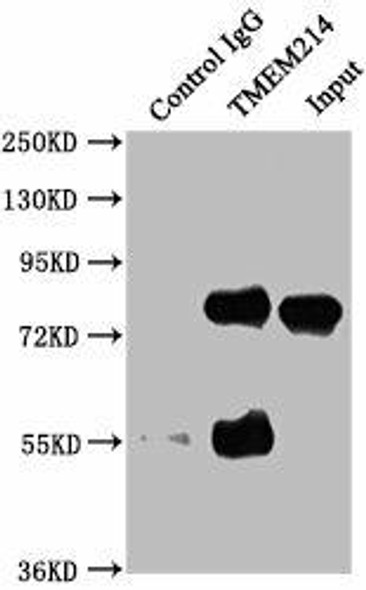 TMEM214 Antibody PACO62719