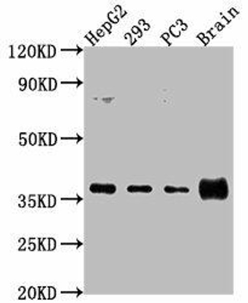 RFNG Antibody PACO62839