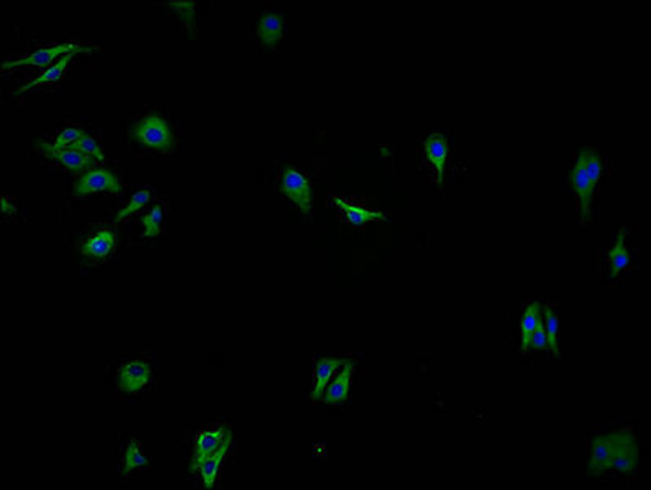 OR2A7 Antibody PACO64375