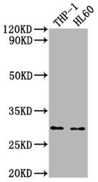 OSCAR Antibody PACO64431