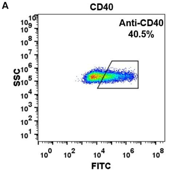 Anti-CD40 iscalimab biosimilarmAb HDBS0020