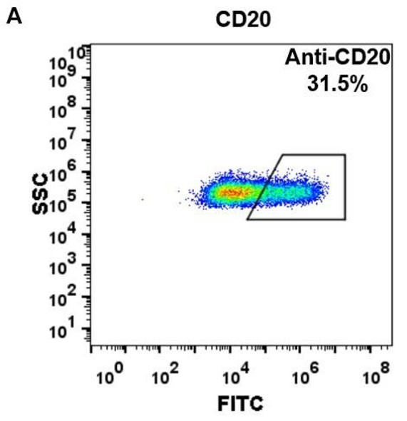 Anti-CD20 rituximab biosimilar mAb HDBS0025