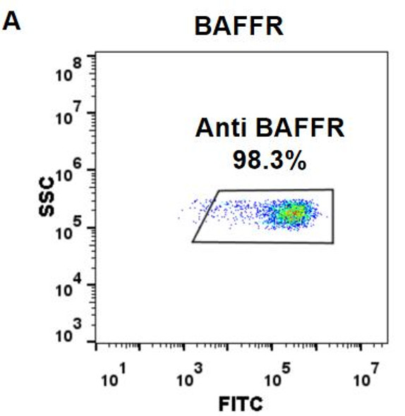 Anti-BAFFR ianalumab biosimilar mAb HDBS0045