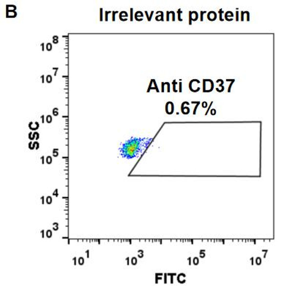 Anti-CD37 naratuximab biosimilar mAb HDBS0046