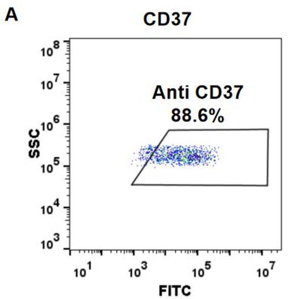 Anti-CD37 naratuximab biosimilar mAb HDBS0046