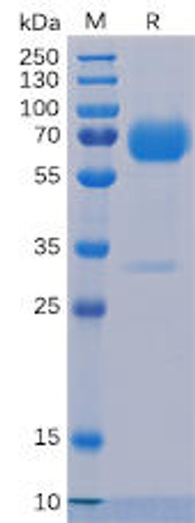 Human Trop2 Recombinant Protein mFc-His Tag HDPT0105
