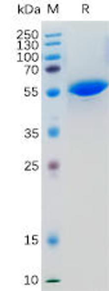 Human LIGHT Recombinant Protein hFc Tag HDPT0161