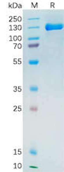Human PSMA Recombinant Protein hFc Tag HDPT0171