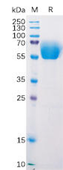 Mouse BTLA Recombinant Protein mFc Tag HDPT0175