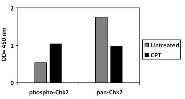 Human Phospho-Chk2 T68 PharmaGenie ELISA Kit SBRS1776