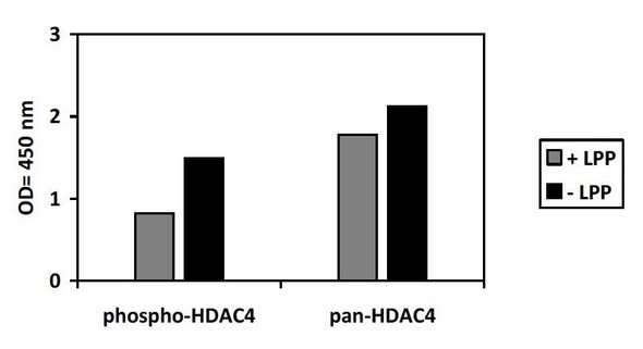 Human/Mouse/Rat Phospho-HDAC4 S632 SBRS1850