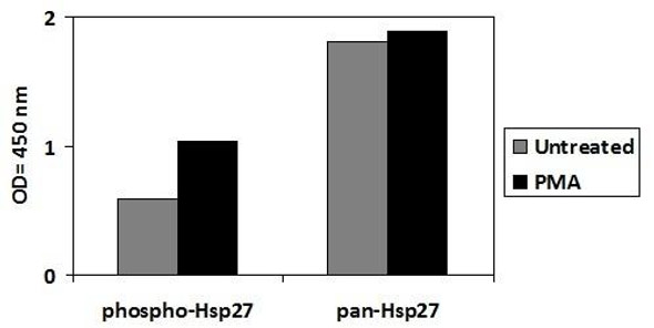 Human Phospho-HSP27 S82 and Total HSP27 PharmaGenie ELISA Kit SBRS1853