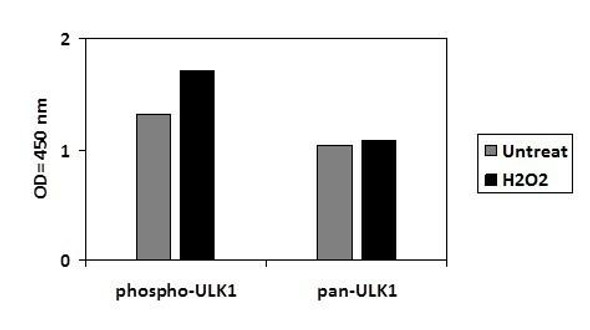 Human and Mouse Phospho-ULK1 S556 PharmaGenie ELISA Kit SBRS2011