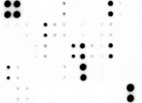 Canine T Cell Response Array 13 targets SARB0011