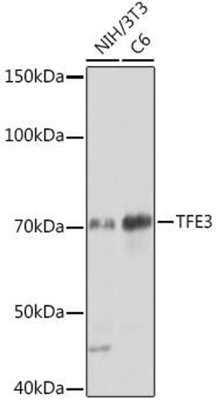 Anti-TFE3 Antibody CAB0548