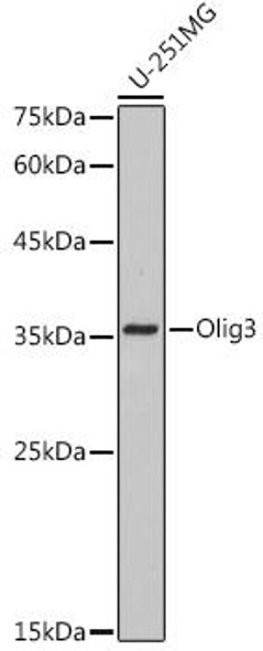 Anti-Olig3 Antibody CAB0600
