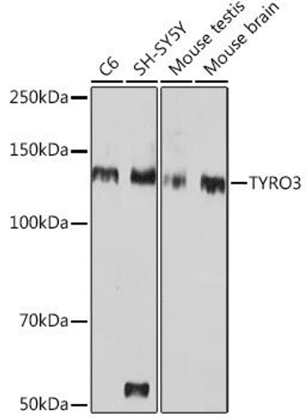 Anti-TYRO3 Antibody CAB0730
