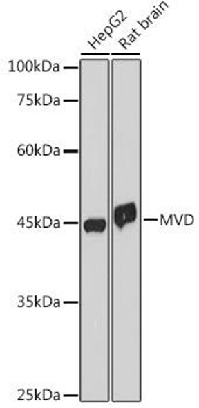 Anti-MVD Antibody CAB0813