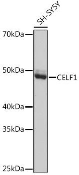 Anti-CELF1 Antibody CAB1150