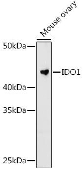 Anti-IDO1 Antibody CAB12125