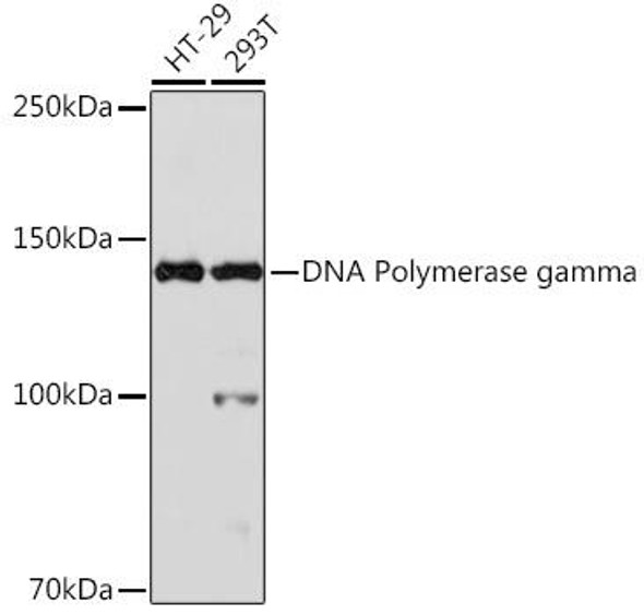 Anti-DNA Polymerase gamma Antibody CAB1323