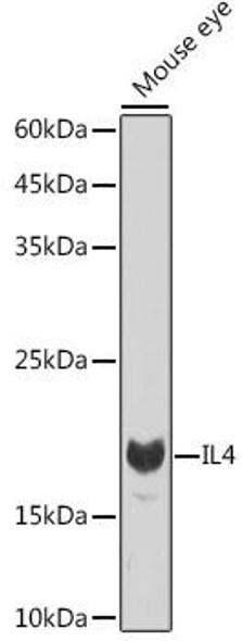 Anti-IL4 Antibody CAB14660