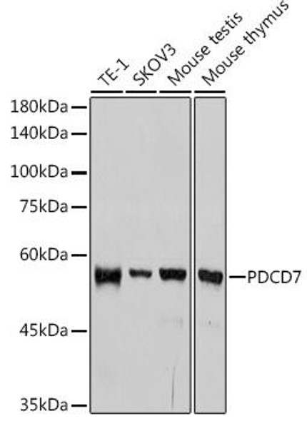 Anti-PDCD7 Antibody CAB1510