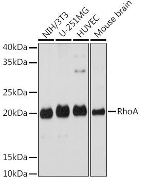 Anti-RhoA KO Validated Antibody CAB18695