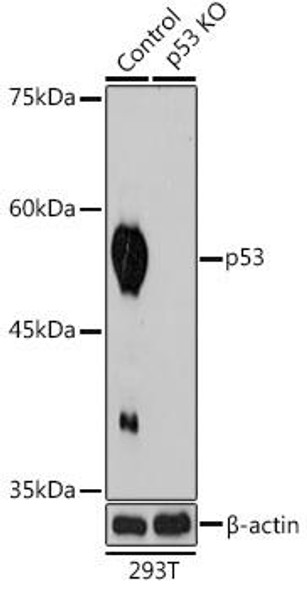 Anti-p53 KO Validated Antibody CAB18803