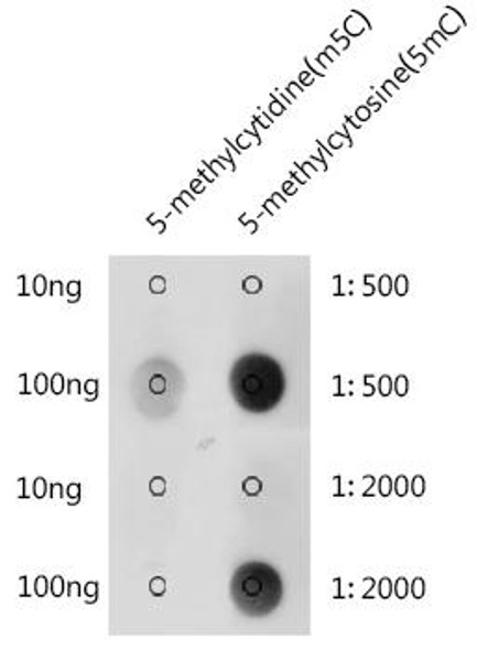 Anti-5-Methylcytosine 5mC Antibody CAB18805