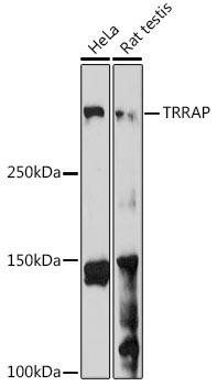 Anti-TRRAP Antibody CAB18849