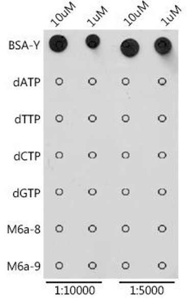 Anti-Pseudouridine / 5-ribosyluracil Antibody CAB18872