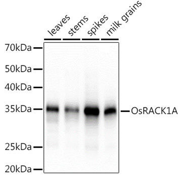 Anti-OsRACK1A Antibody CAB19140