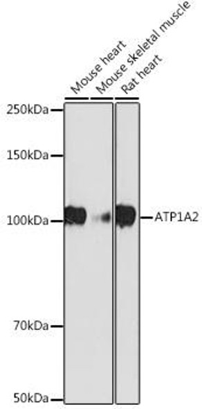Anti-ATP1A2 Antibody CAB19278