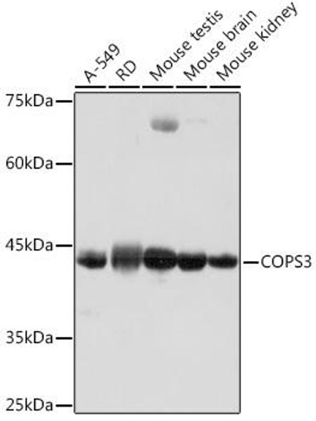 Anti-COPS3 Antibody CAB19584