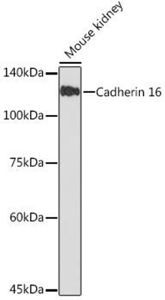 Anti-Cadherin 16 Antibody CAB19644