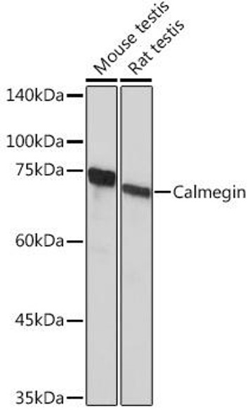Anti-Calmegin Antibody CAB19648