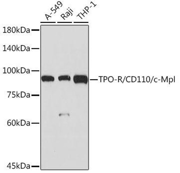 Anti-TPO-R/CD110/c-Mpl Antibody CAB19729